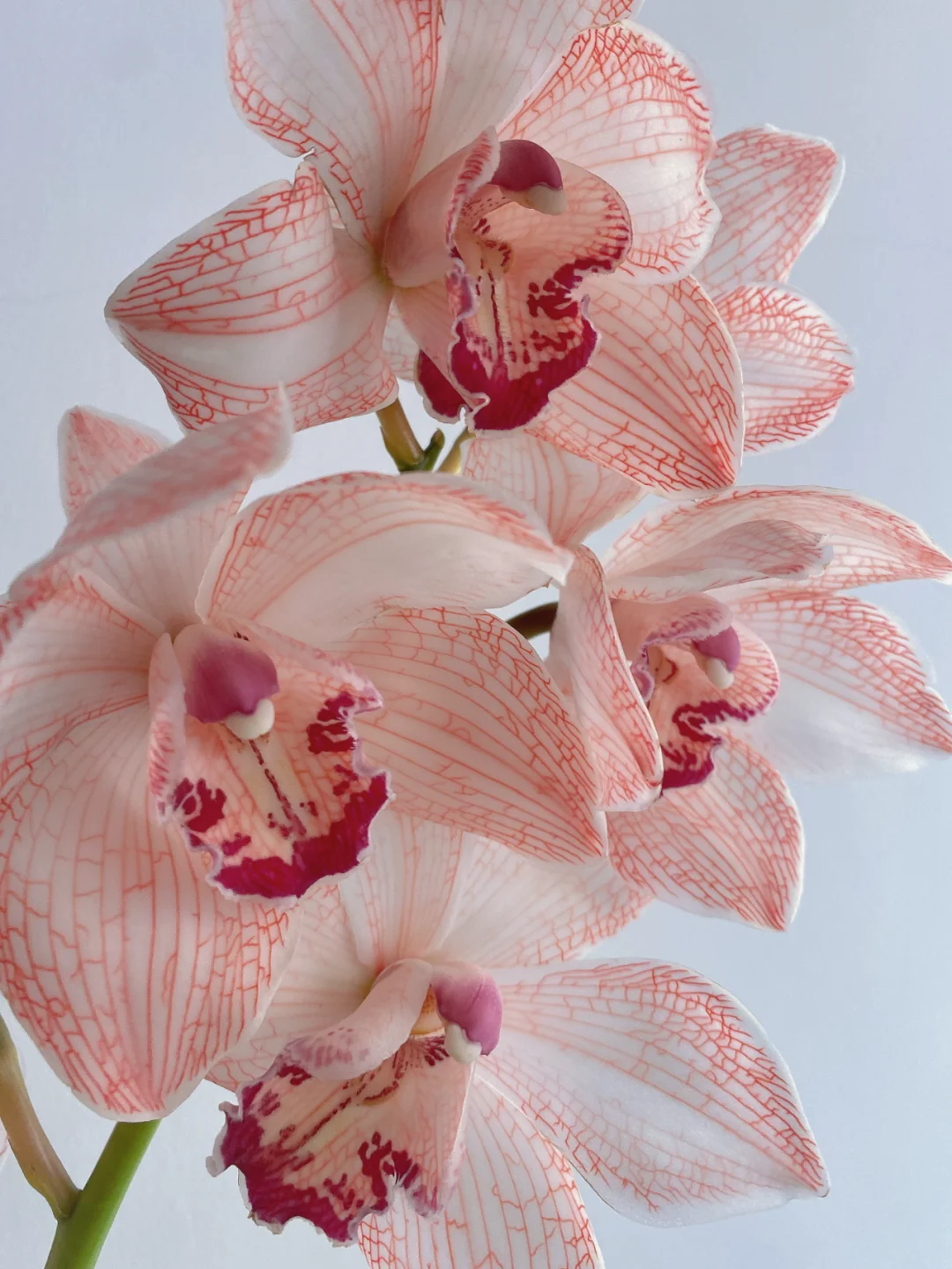 带你每天认识一种花材123 | 粉色大花蕙兰