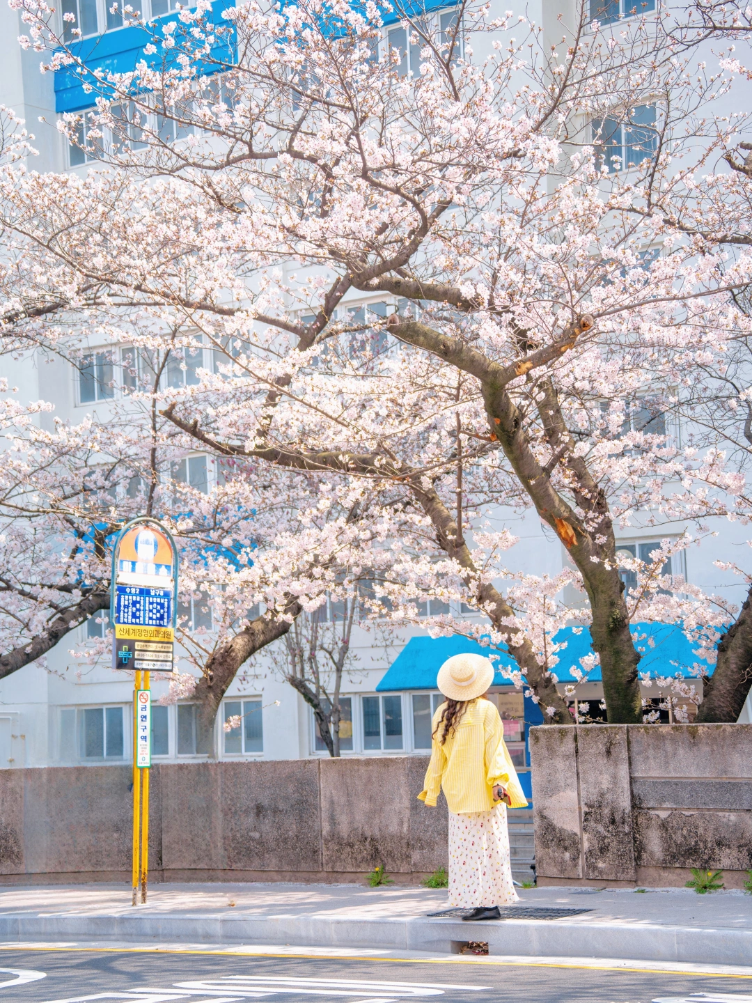 3.29实拍 釜山的樱花直通春天🌸