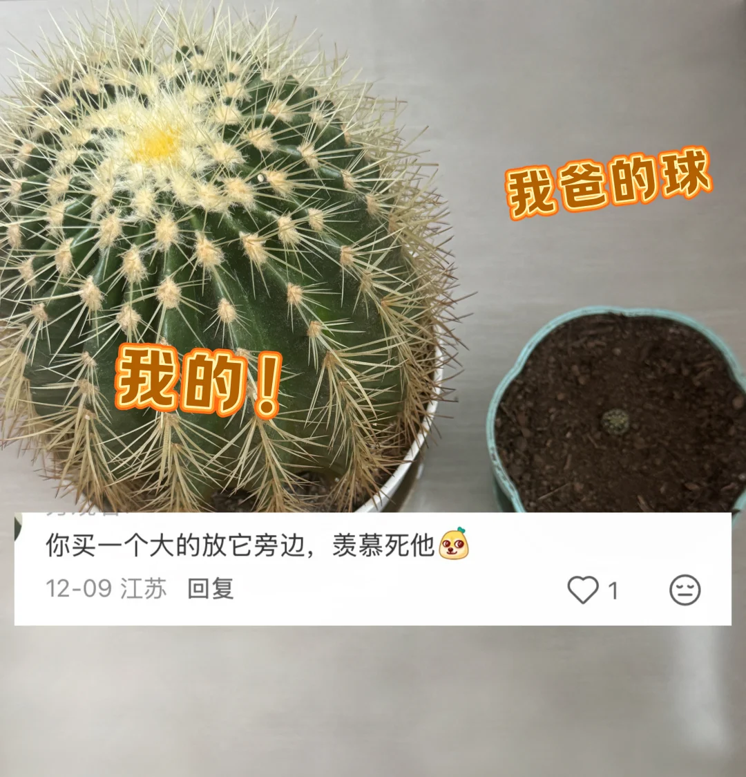 听网友的话！我买了盆大的仙人球气我爸！✌🏻