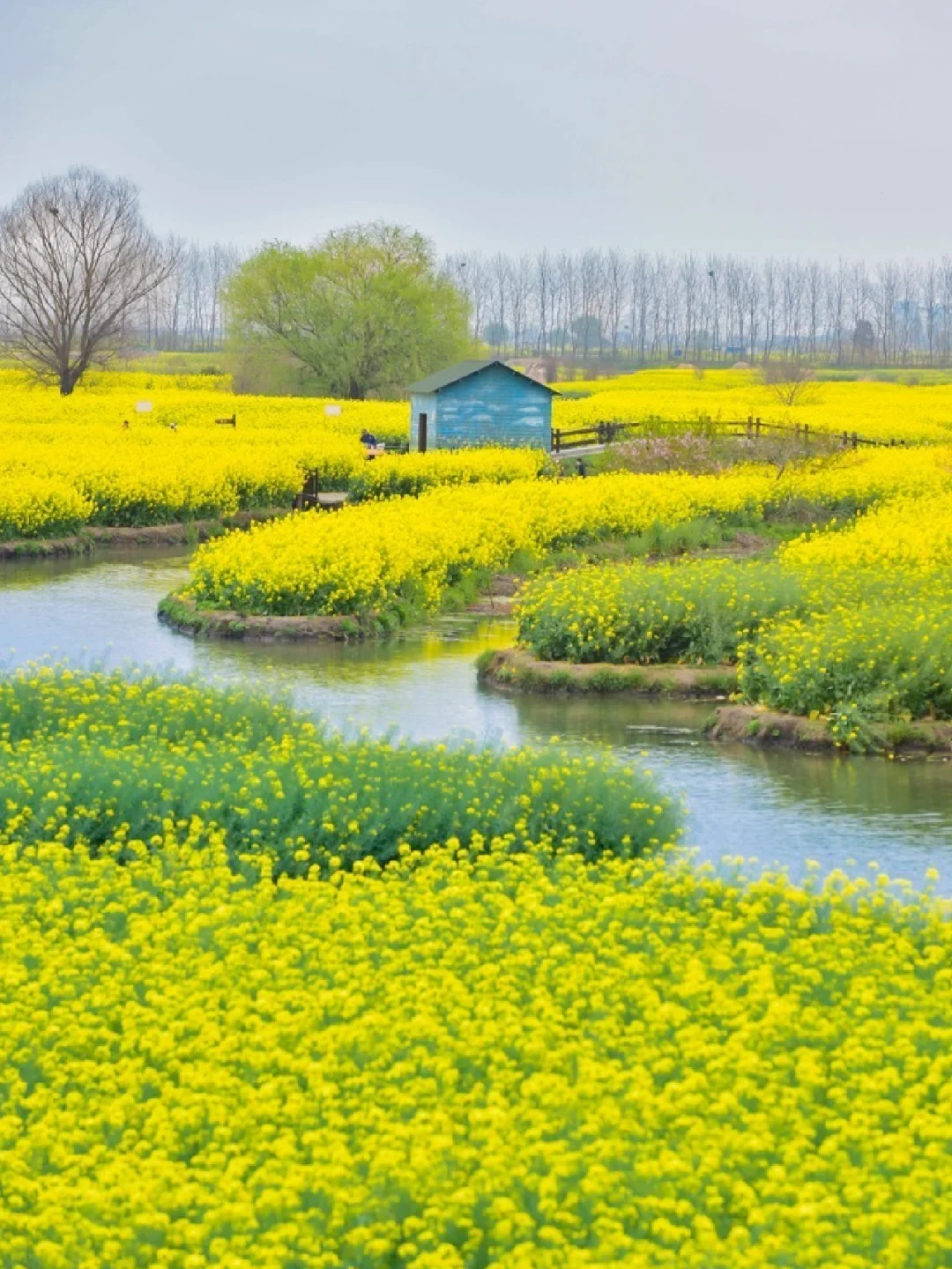 春游记 | 我宣布‼️这才是春天赏花天花板吧