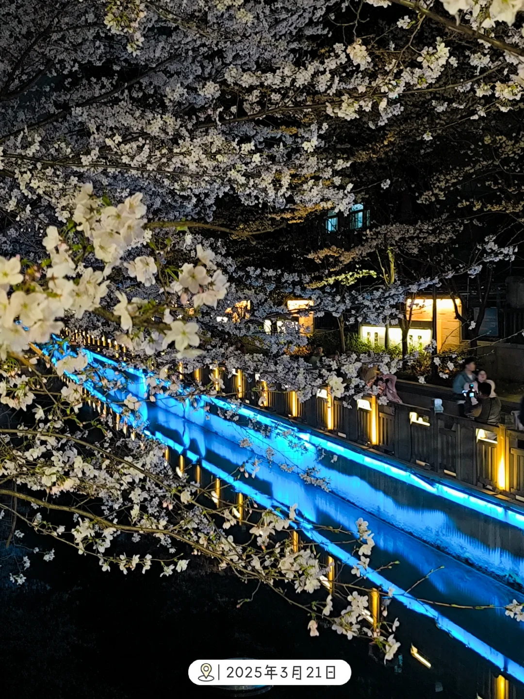 🌸南京珍珠河夜樱即将上线！附3.13实况