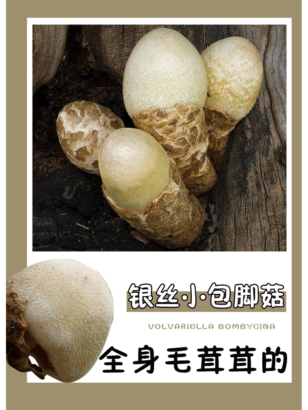 全身毛茸茸，还包着脚脚~