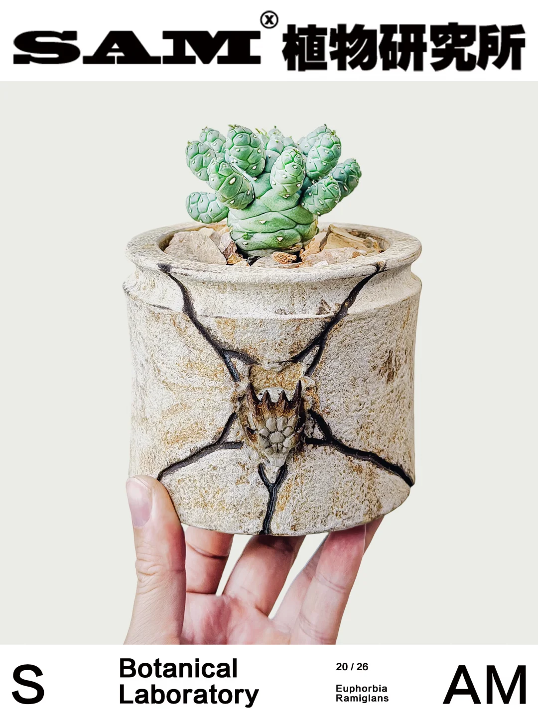 宝蓝玉大戟｜Euphorbia Ramiglans