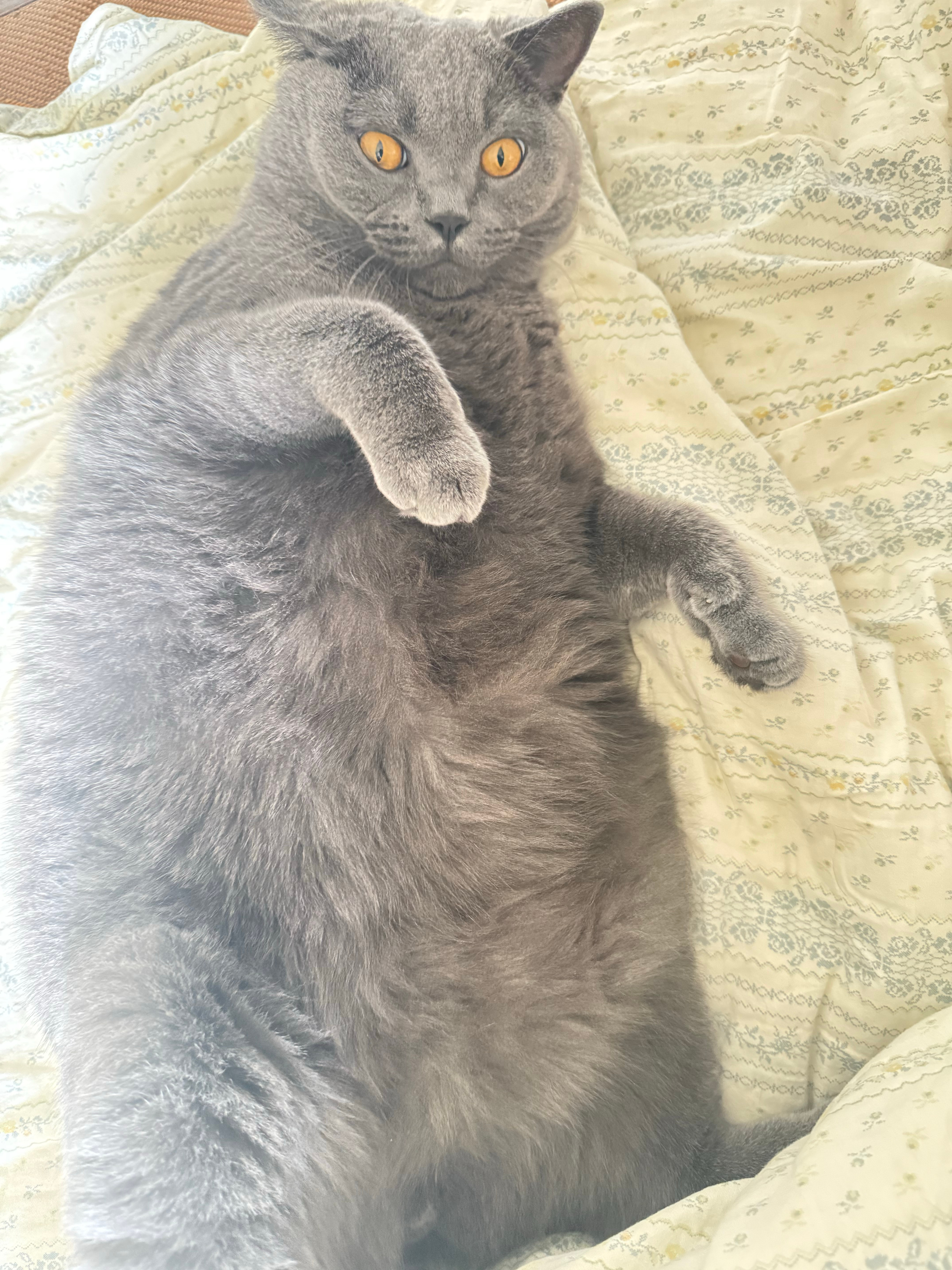 怎么还不下班，我想我家大胖猫了 ​​​