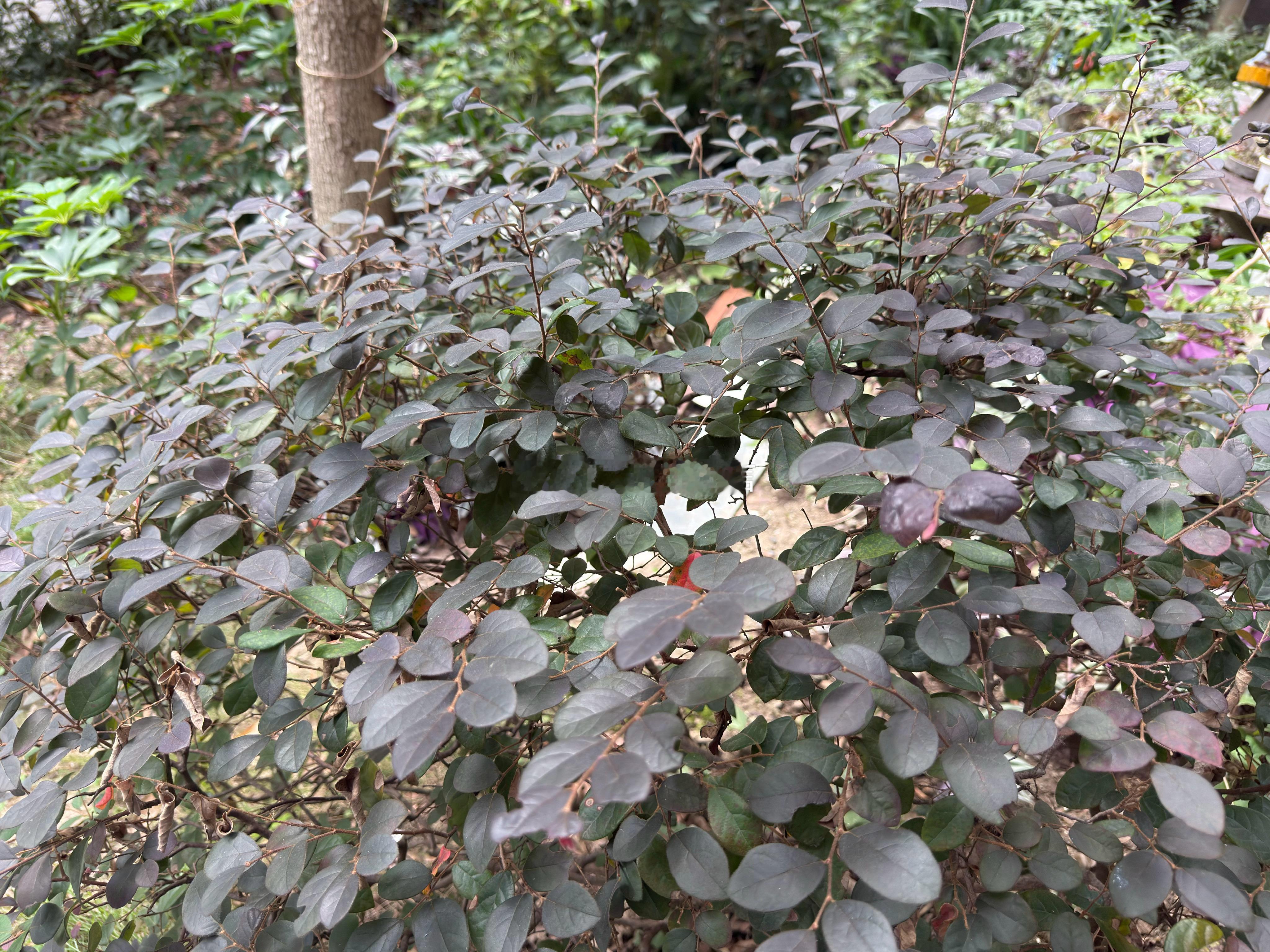 星巴克中国  在小区闲逛，撞见蜷在墙角小憩的狸花猫，绿植层层叠叠，天上...