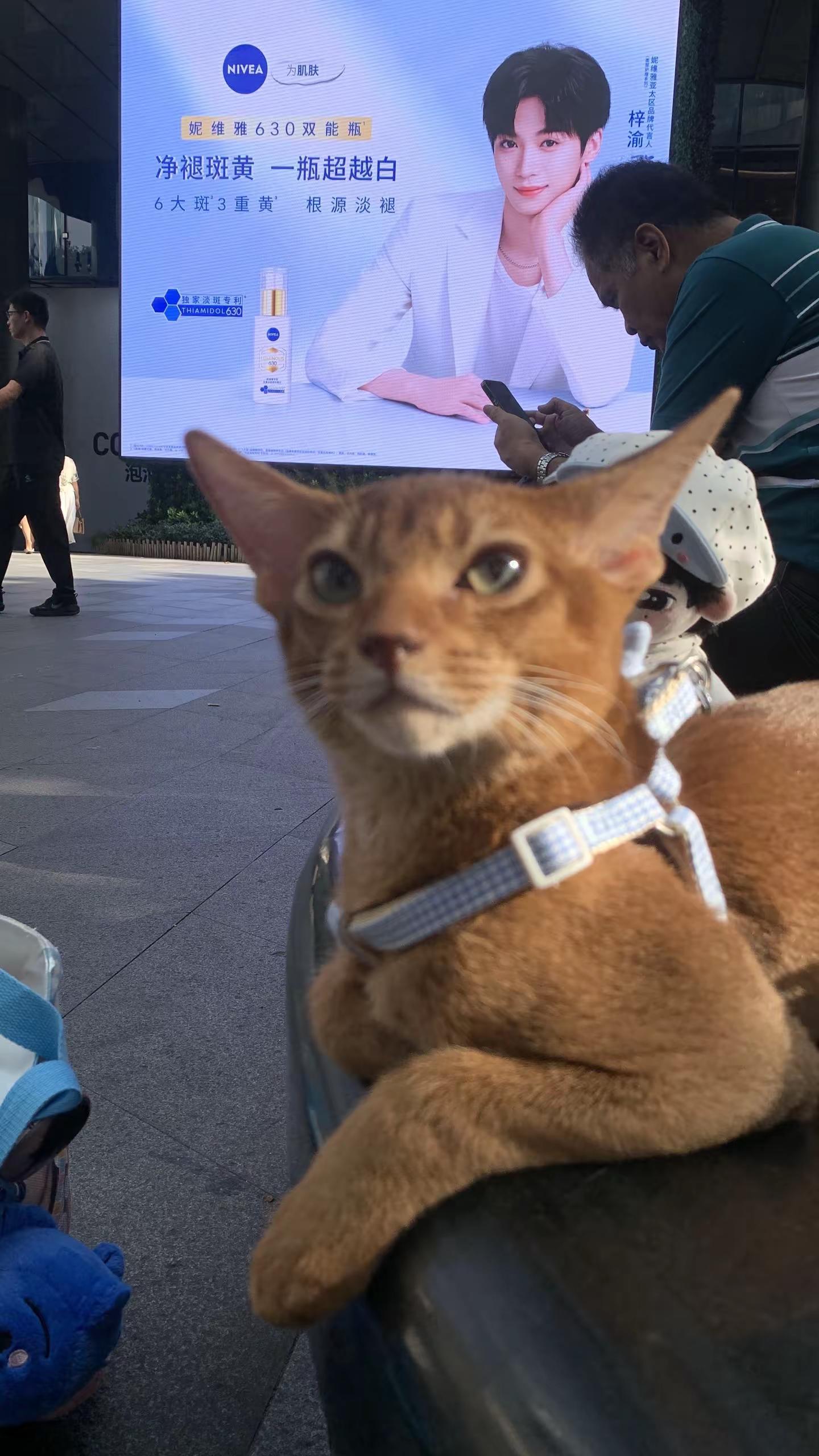 惊现新天地 世界怎么能没有小猫咪 梓渝妮维雅亚太地区代言人
