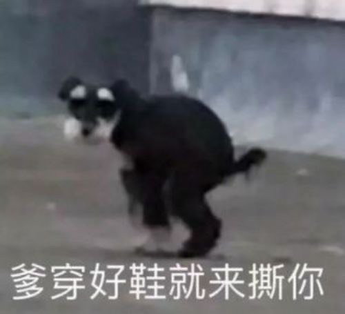又更新表情包啦