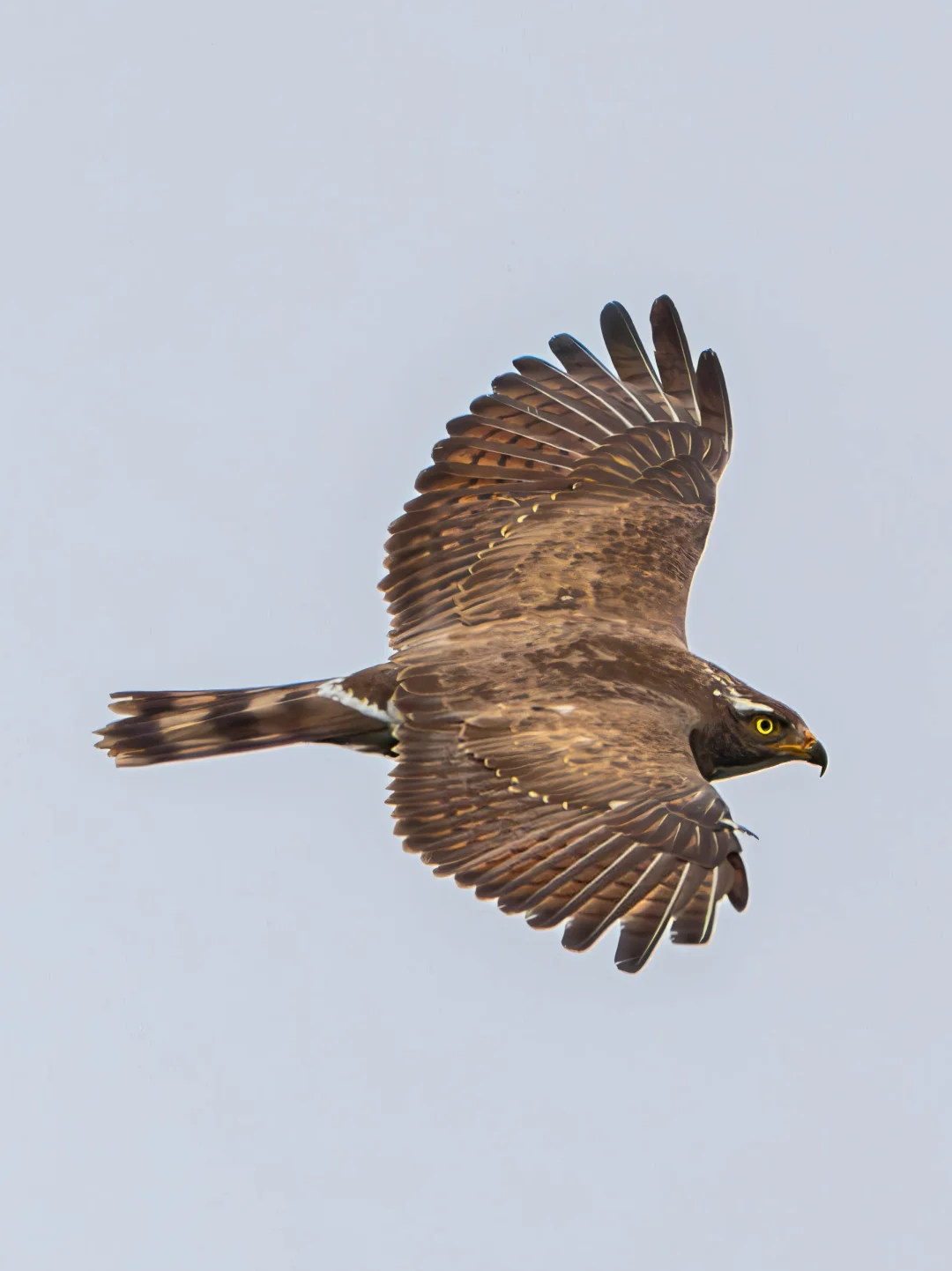 近距离观察迁徙的灰脸鵟鹰