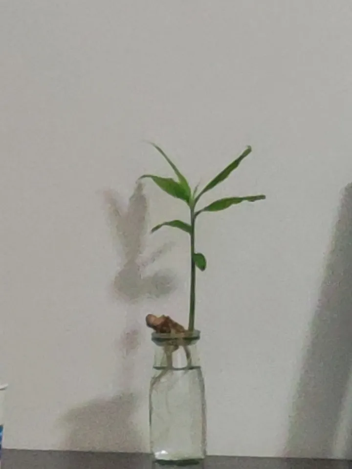 简约生活，一枝绿意，点亮心间。家里的福根长得越来越好看了。