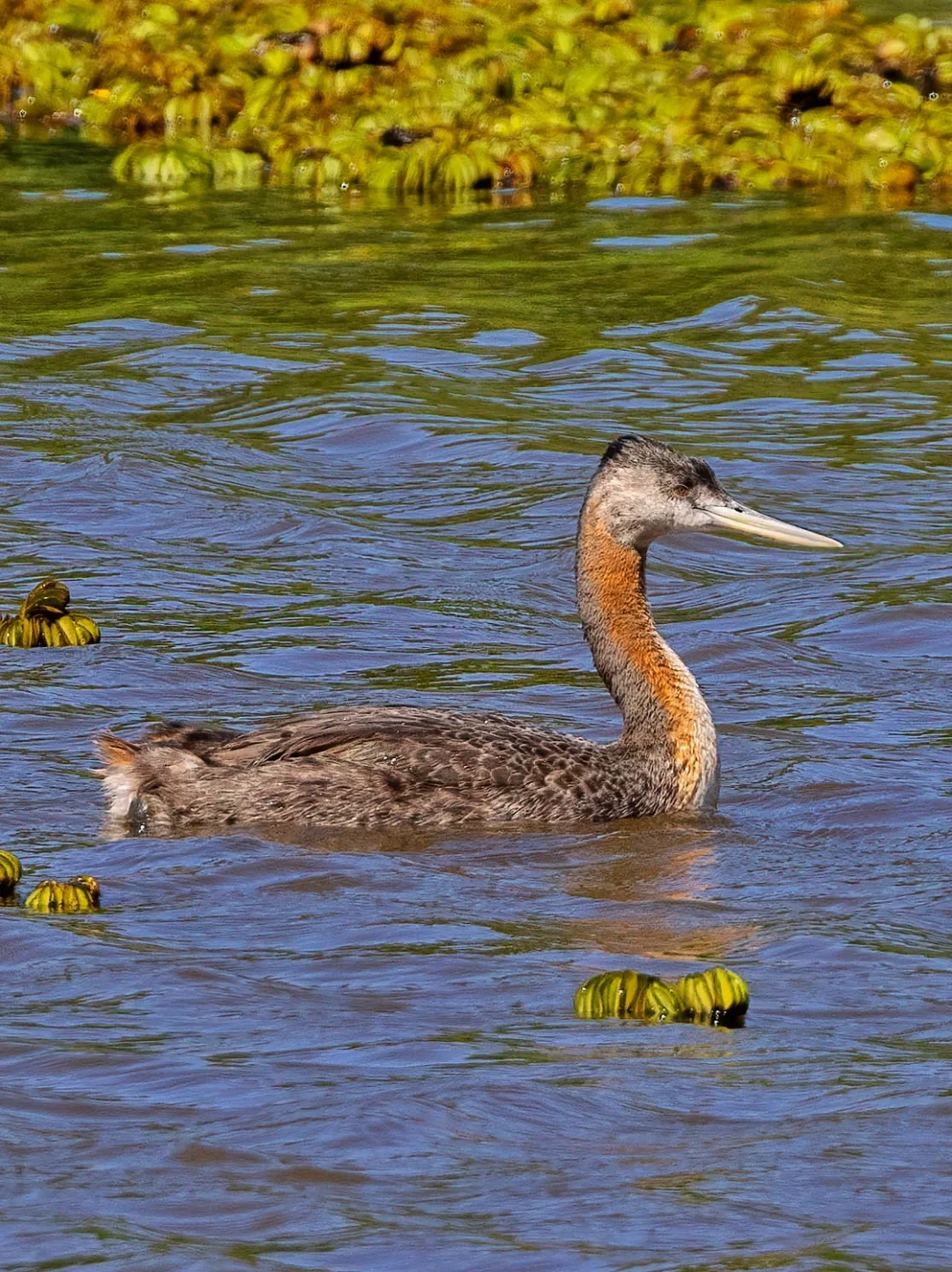 见多了小䴙䴘 有没有见过大䴙䴘