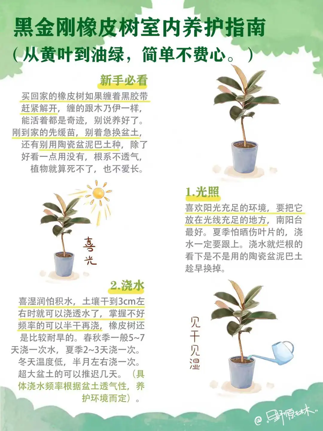 黑金刚橡皮树室内养护指南