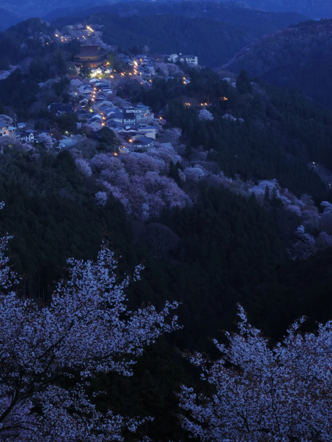 日本奈良 | 一定要看一次奈良的花团锦簇