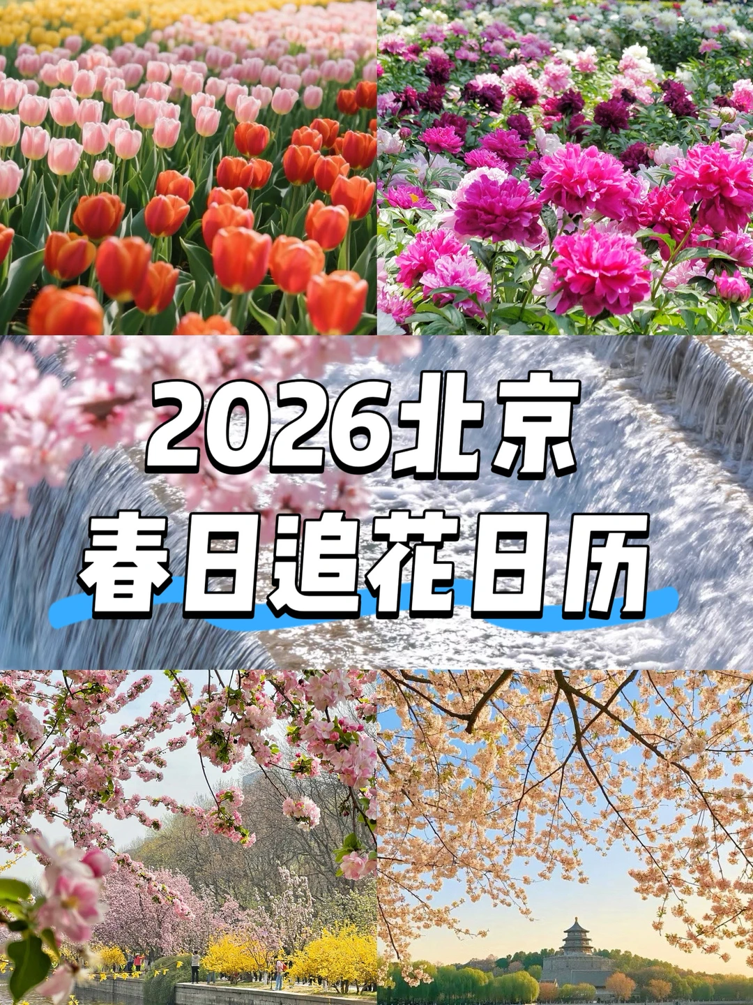 2026北京春日追花日历（附时间/地点攻略）‼️