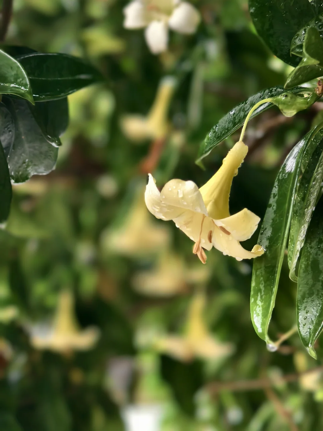雨中的灰莉花开，清风裹着淡淡花香