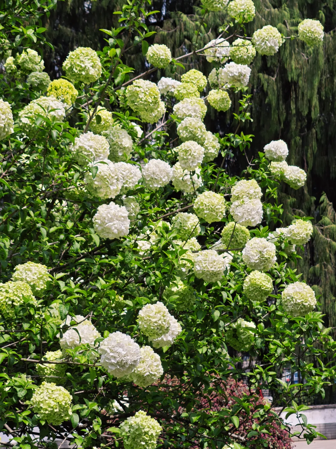 🌸南京木绣球开啦！满屏的绿色浪漫上线～