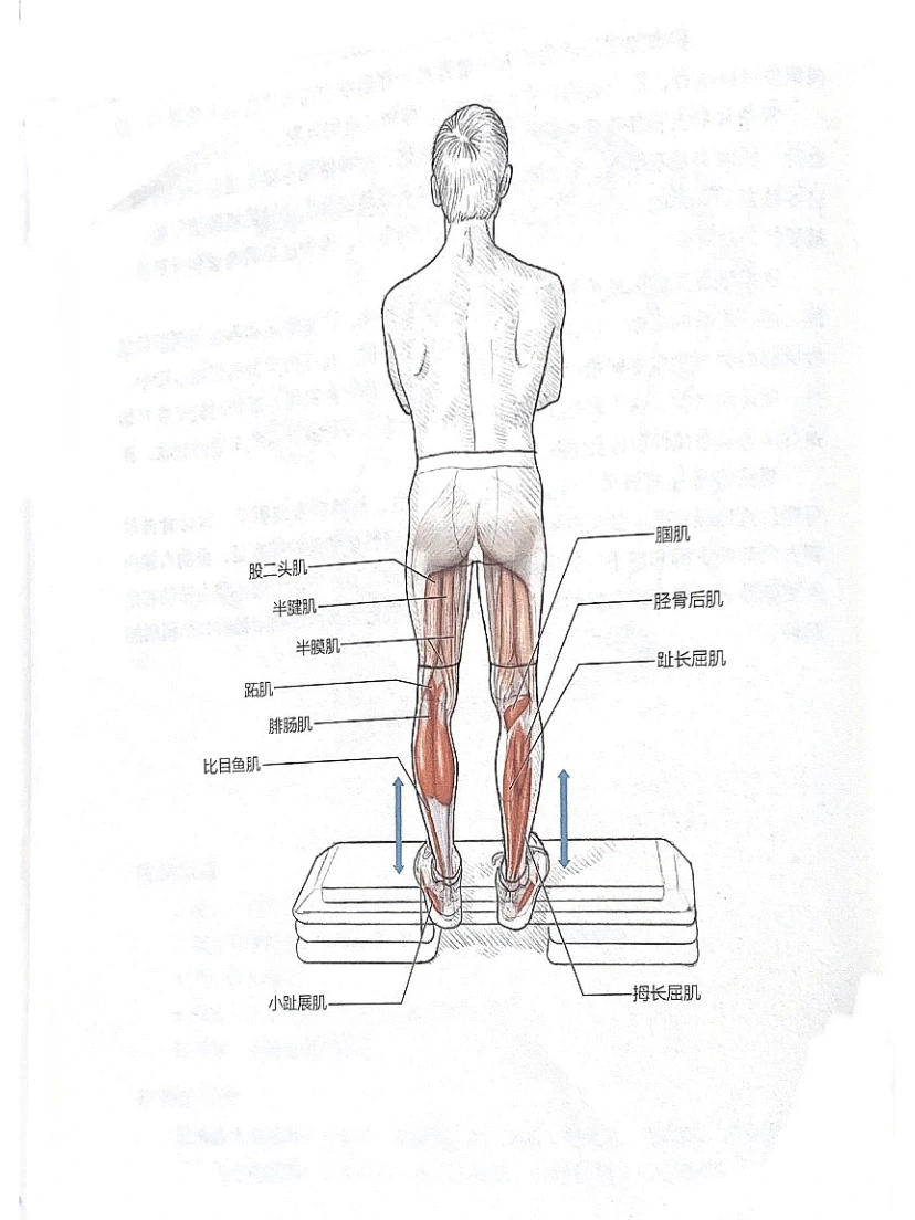 最有效的小腿后侧🔥动态拉伸