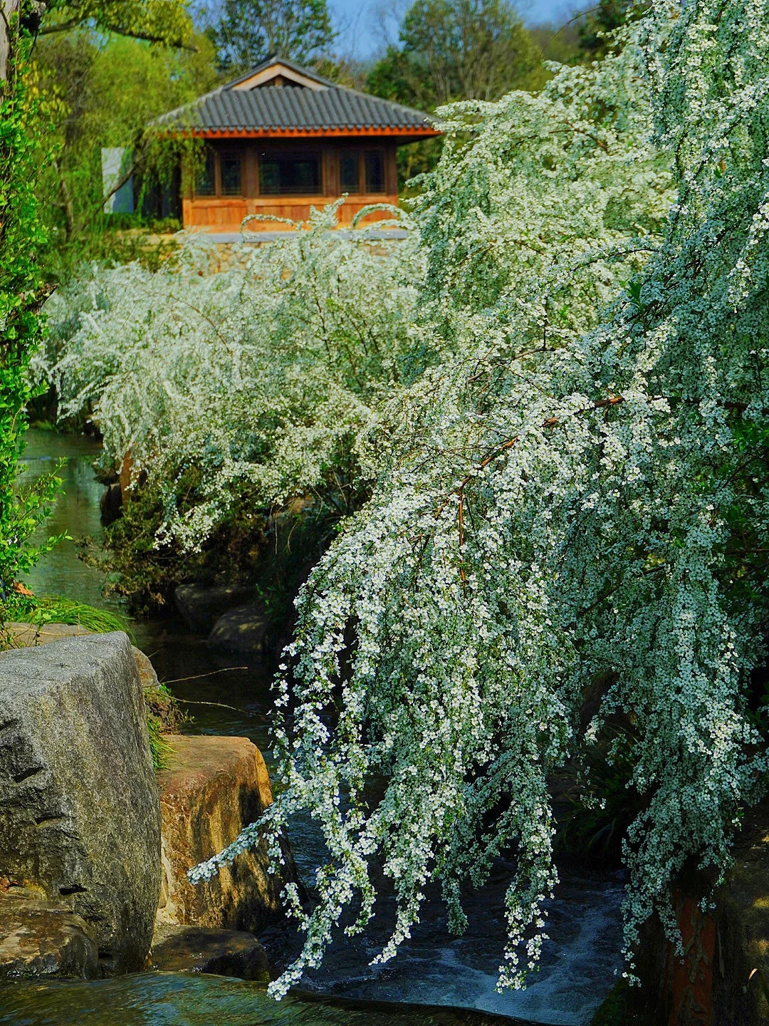茶博馆雪柳瀑布限时返场！错过等一年！