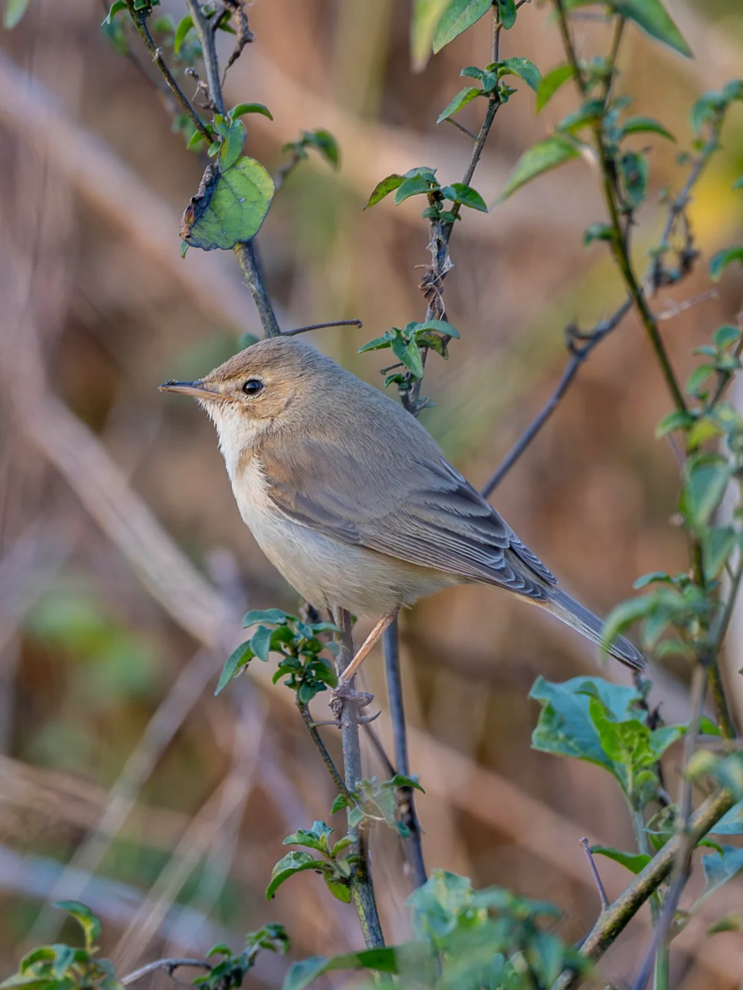 “穿靴子”的靴篱莺开挂传送到台州