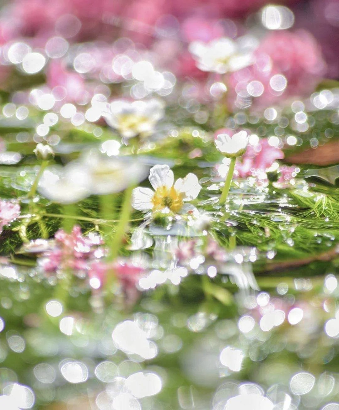 日本滋贺县丨水中妖精令人痴迷梅花与海藻
