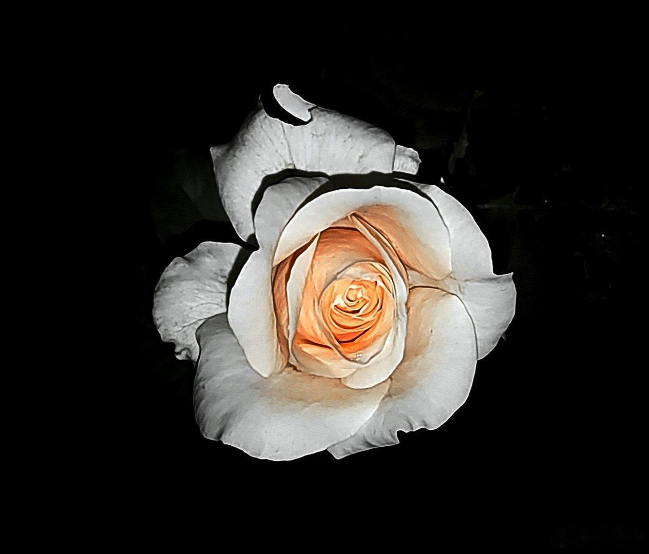 “我也不是好色，只是花开得正艳，我不去欣赏，倒显得我不解风情了。”手机随手拍月季 ​​​