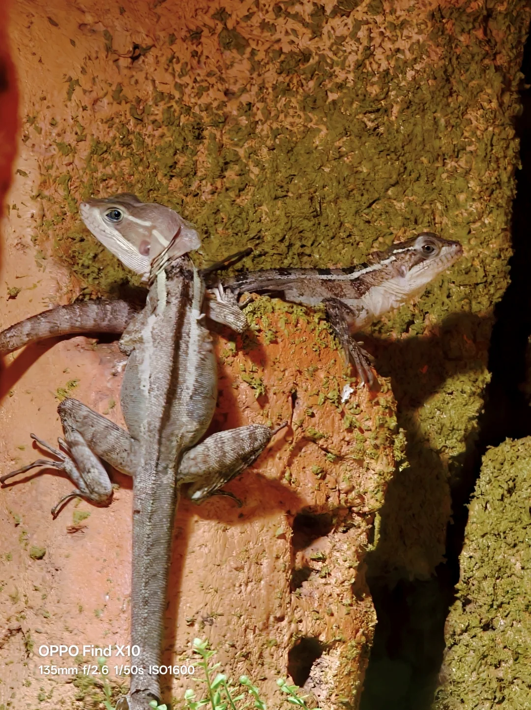 OPPO Find X10｜爬宠馆里的微距长焦考验