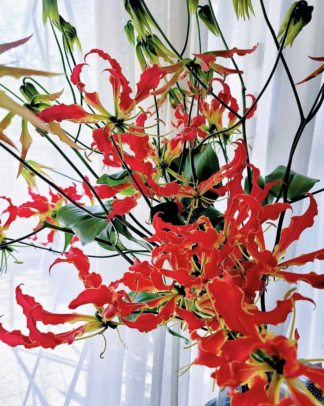 带你每天认识一种花材68｜嘉兰