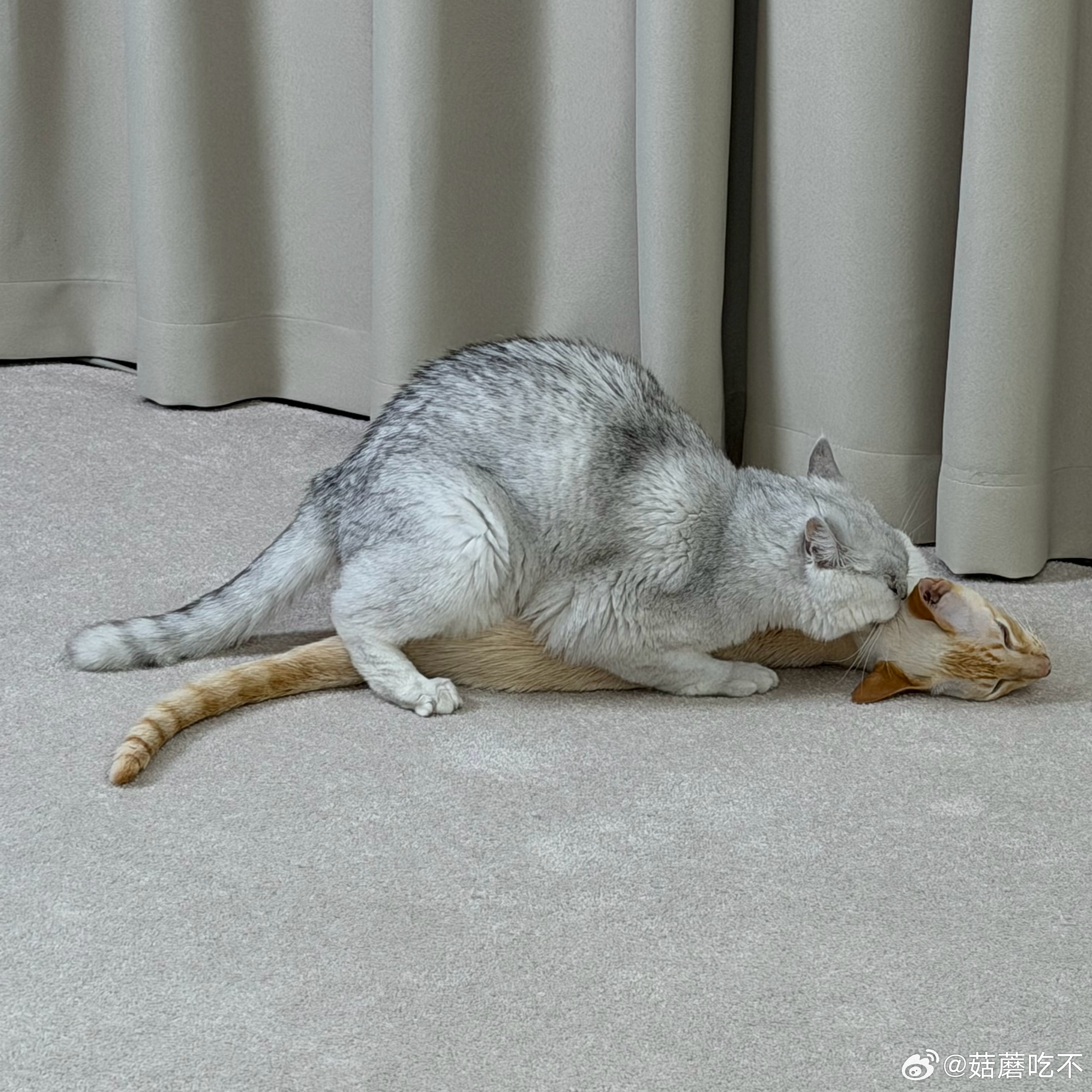 何意味 在我要开播之前整这一出 ​​​