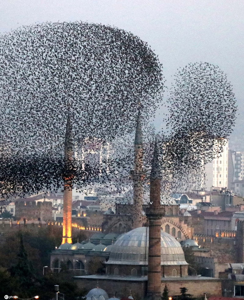 鳥群飛過土耳其城市上空 形成各種隊形千奇百怪-圖7