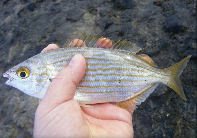 海洋生物图鉴  叉牙牛眼鲷（Sarpa salpa），俗称是致幻鱼据说吃了它会产生长达 36 小时的幻觉，所以古罗马人把它当作娱乐性药物，波利尼西亚人用于宗教仪式。但原因不是鱼本身，而是它们它吃了某些有毒藻类或海草，毒素在体内积累。因此不是每条鱼都有毒，也不是每次吃都会幻觉。古罗马人和波利尼西亚人对这种鱼的态度，也缺少史料佐证，貌似是现代人道听途说。