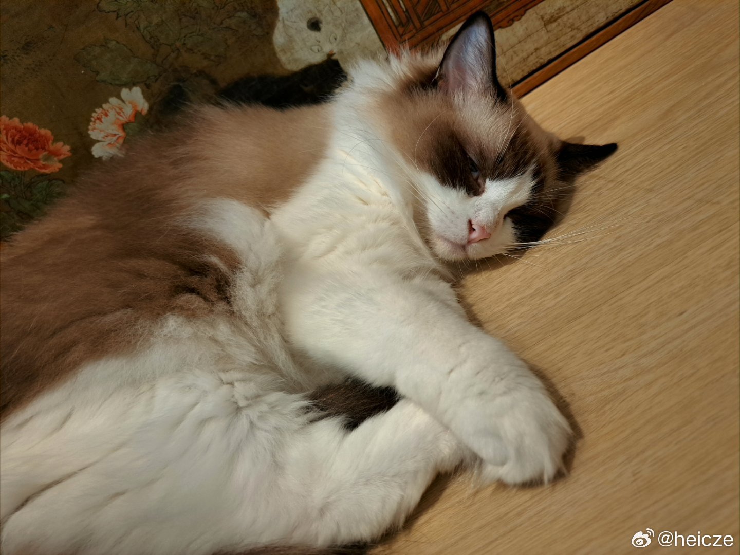CATEA 🐾 Sin Ming Rd, 新加坡 

📸 Samsung Galaxy A53, 22/06/2025 ​