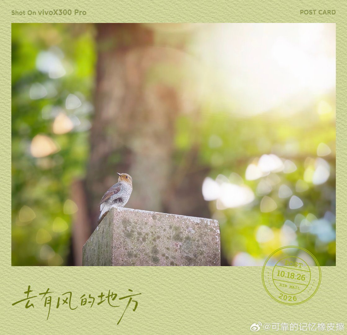 #摄影世界[超话]# 秋日林间，偶遇红尾水鸲雌鸟。
阳光穿过枝叶揉成温柔光斑，vivo X300 Pro捕捉山野里转瞬的驻足，
不惊扰，只记录自然的一瞬。
风会抵达，飞鸟自有远方。#黄文说##随手拍##街头摄影##摄影世界投稿##摄影##手机摄影##微博影像年##自然物语# ​