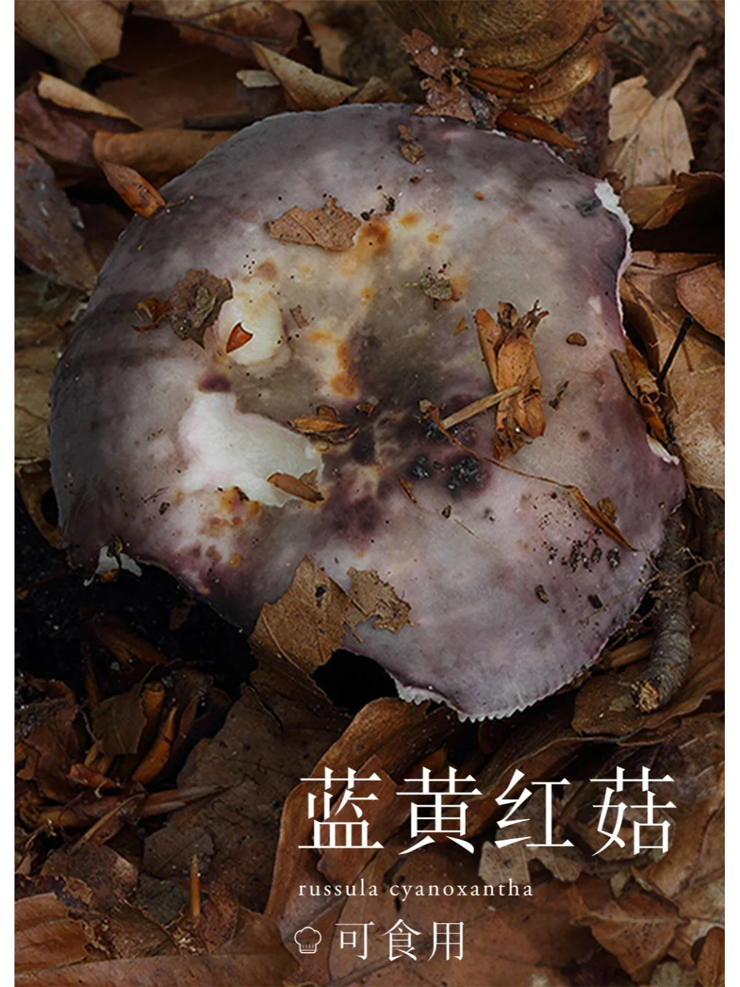 可食，但是菌盖颜色超级多，有点难分辨