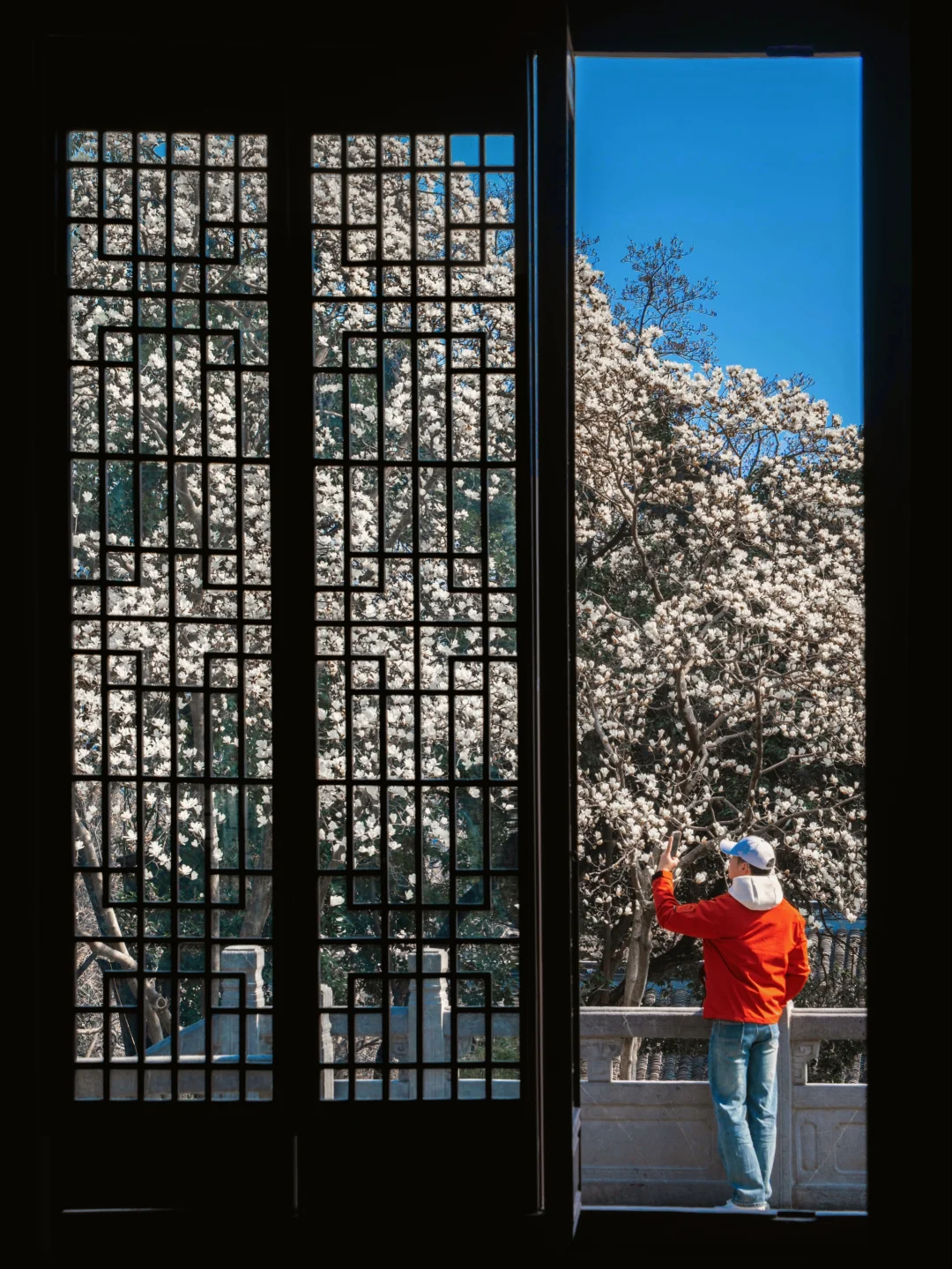 3.10｜美炸了‼️ 崇正书院玉兰花真的太好拍了