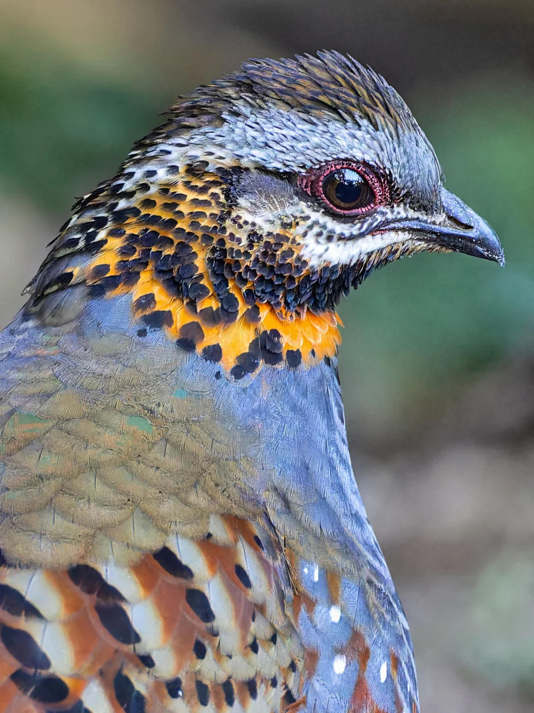 戴着橙色围脖的小鸡：红喉山鹧鸪