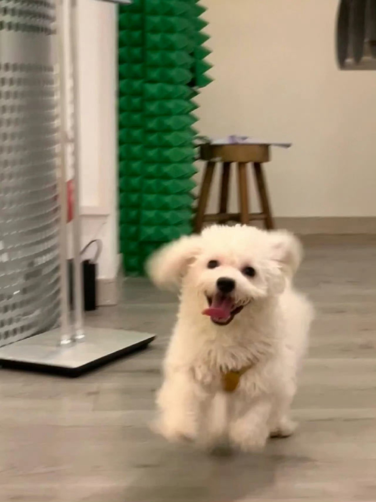 看到就会开心的小狗头像～🐾