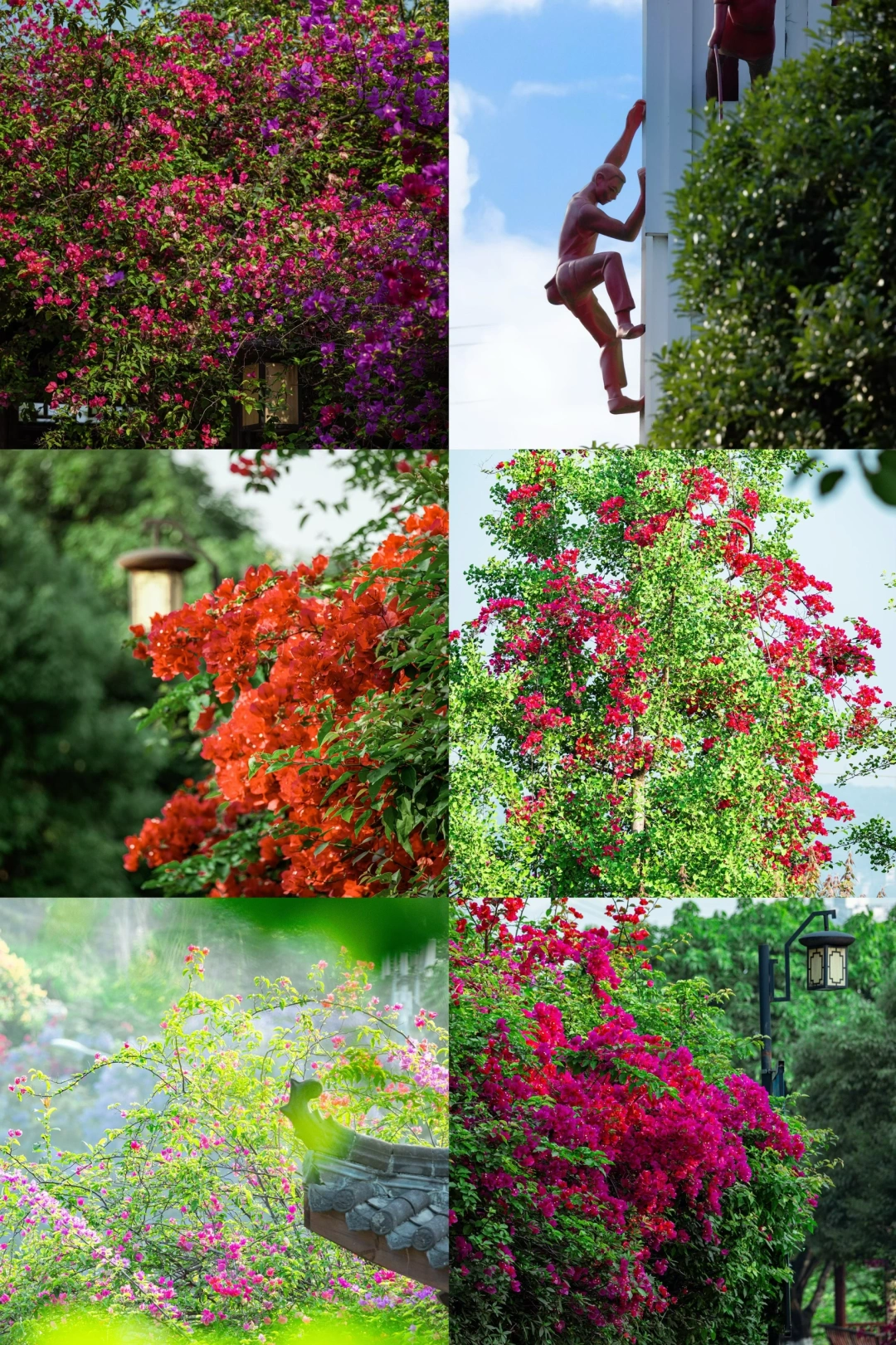 攀岩公园的三角梅开得正灿烂🌈❤️