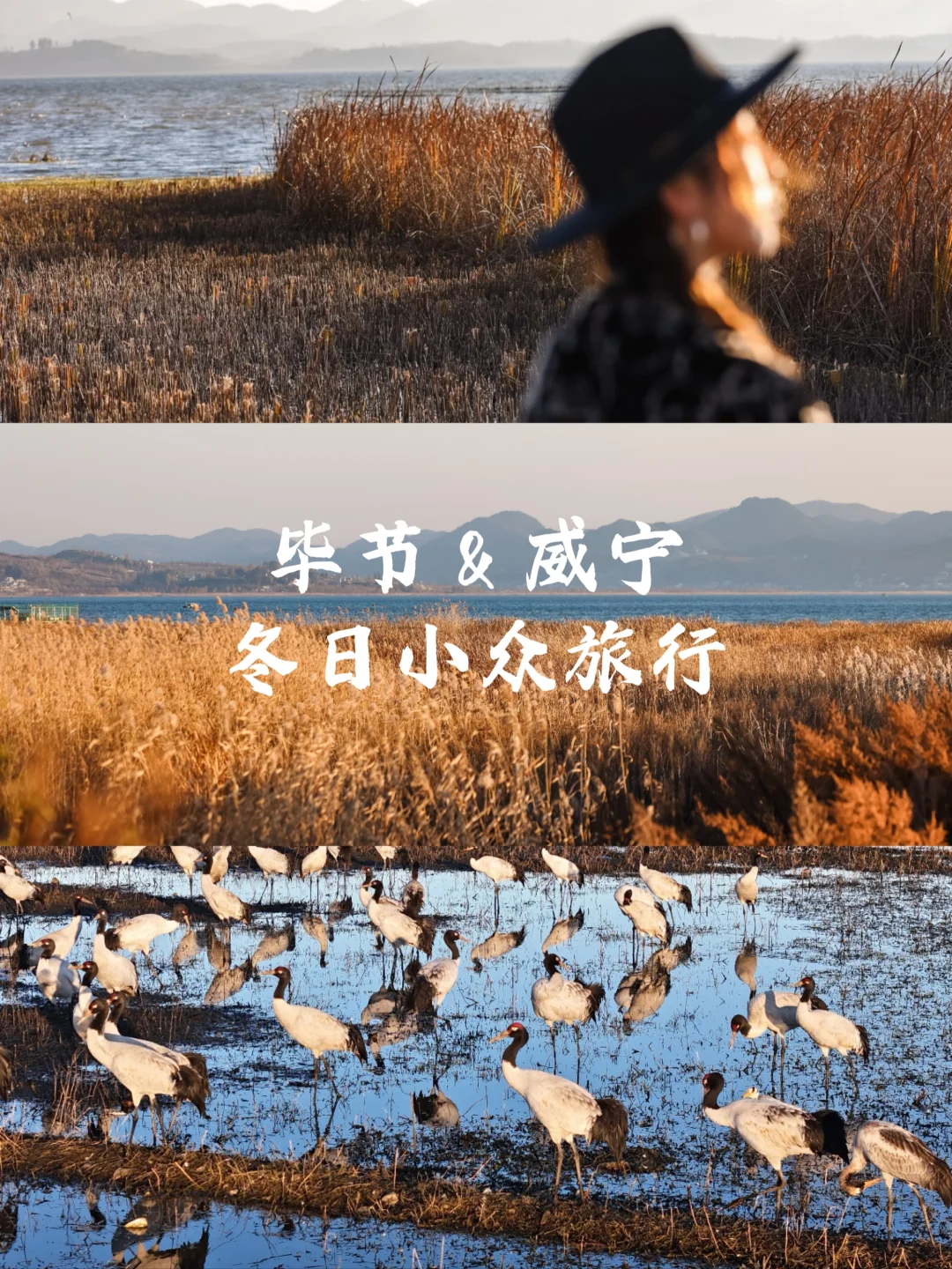 “我们在大草原的湖边，等候鸟飞回来！”