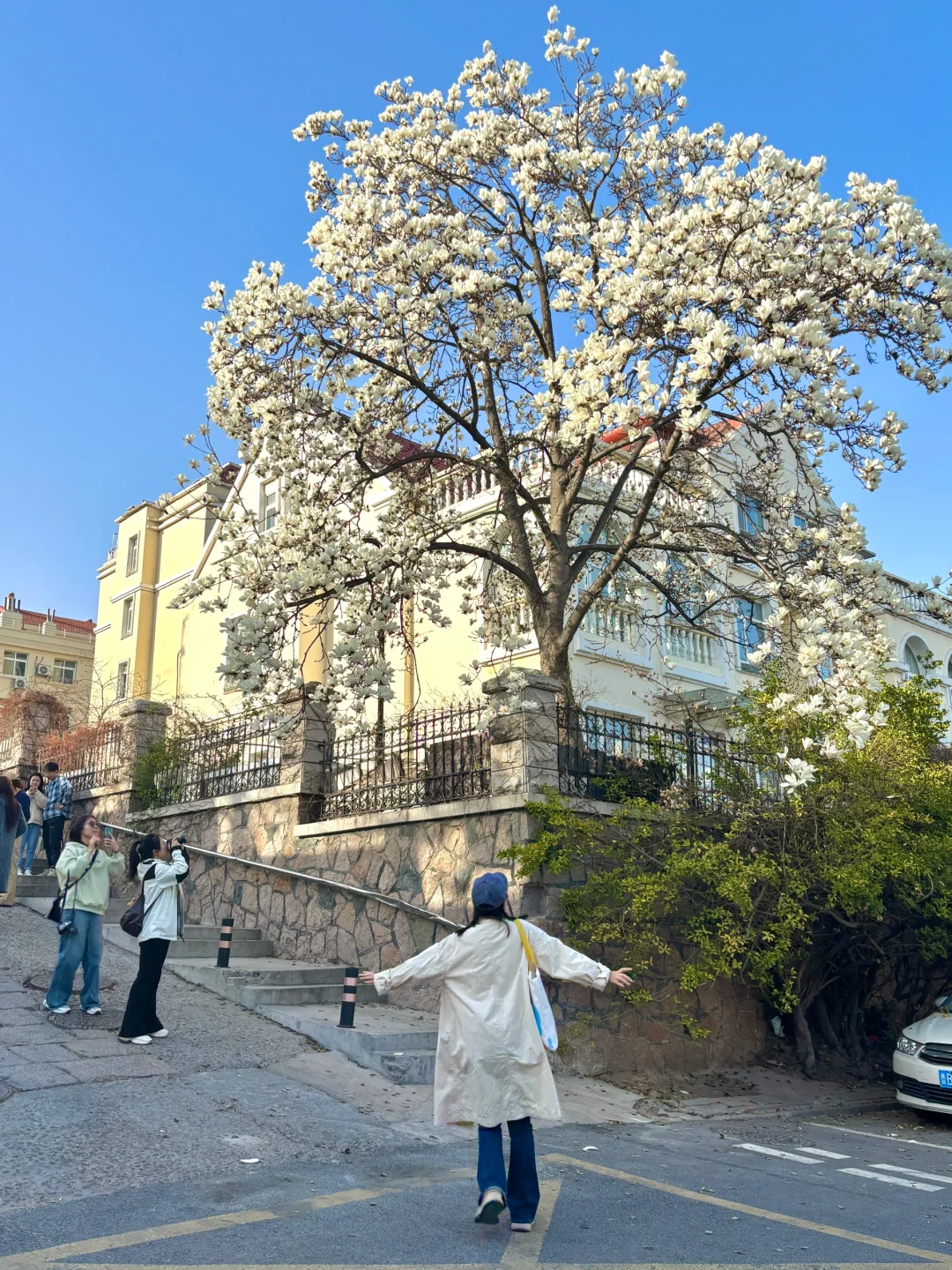 青岛今日份玉兰花实况🌸已经盛开✅快冲