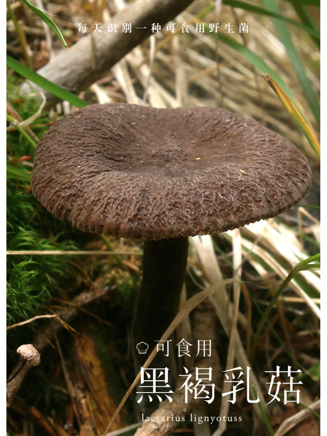 黑褐乳菇，谨慎食用，菌盖天鹅绒质地