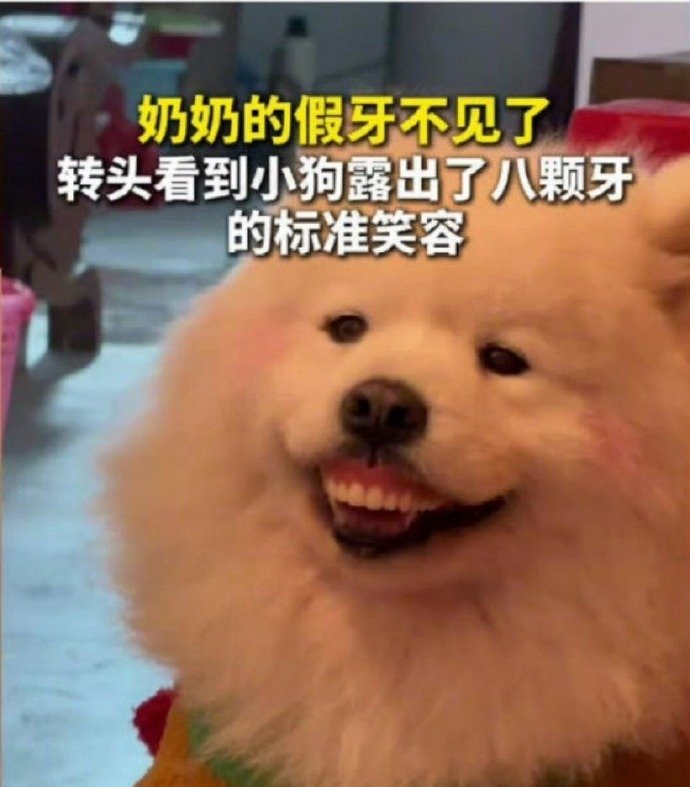 刷到个监控视频笑出声：奶奶的假牙不见了，全家找了半天，转头一看，小狗咧着嘴露出一口“标准八颗牙微笑”，假牙就在它嘴里

这演技，不去演喜剧可惜了。
你们家毛孩子干过啥离谱事 ​