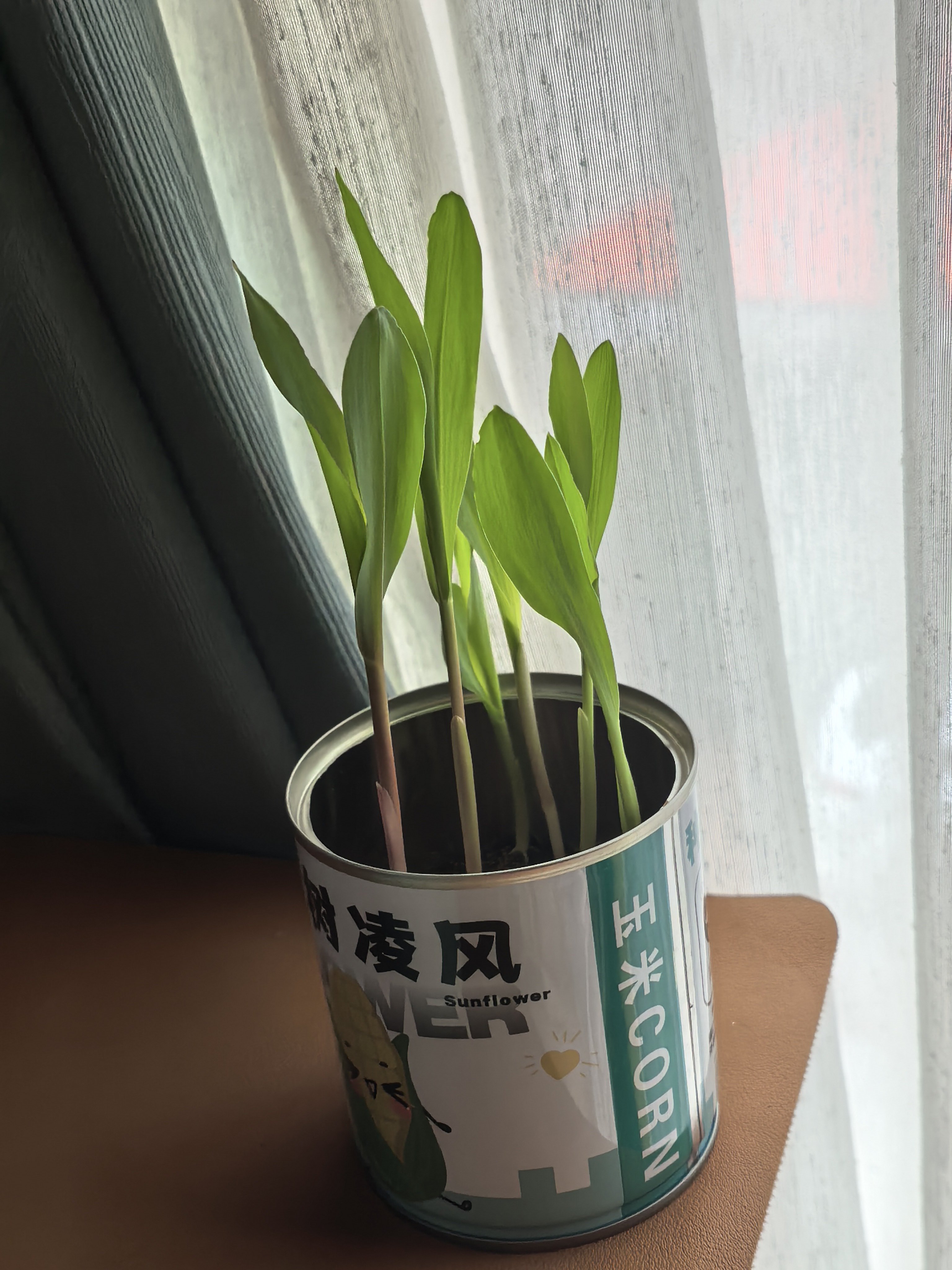 全季酒店送的伴手礼里面有一盒玉米种子，没想到种完之后全都发芽了。现在有一种创造出一个生命不知道往哪放的感觉，因为我觉得玉米本来应该种在土地里，长得高大健硕，结出玉米的果实，然而我并没有这个条件。
但是也不一定每一颗玉米都要长成玉米的样子。弱小地发芽，人类观察后产生的欣喜和无措，已 ​