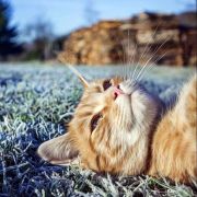 猫时光