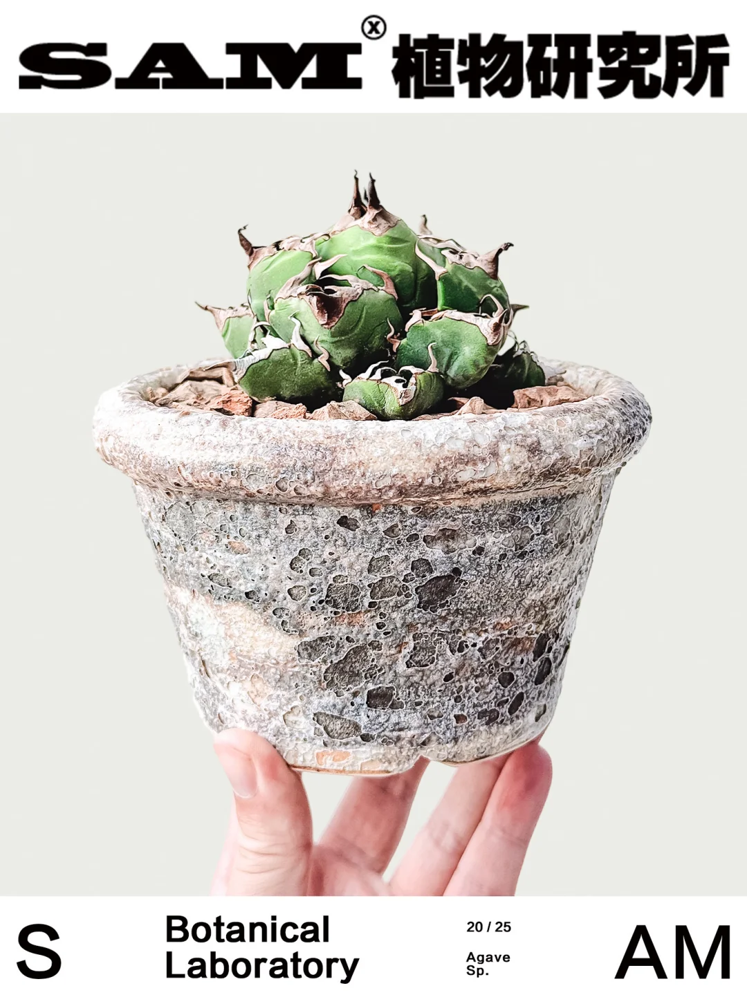 魔丸龙舌兰｜Agave Sp.