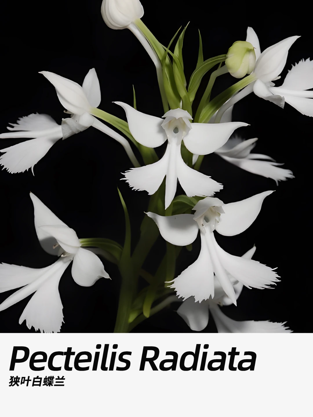 带你每天认识一种花材239｜白鹭兰