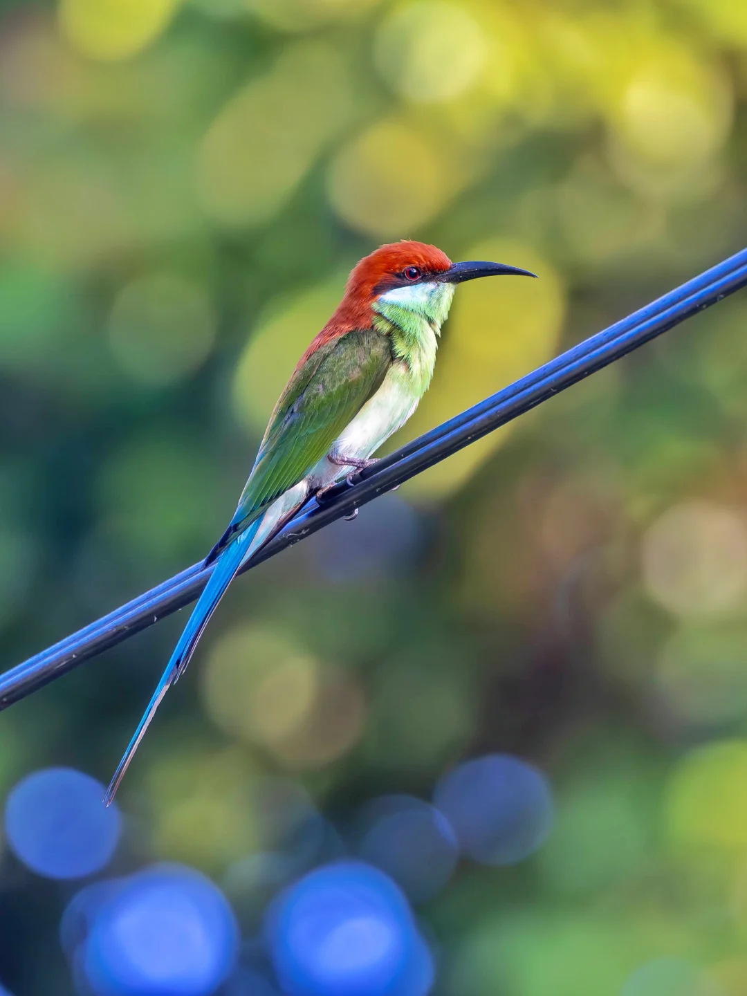 棕冠蜂虎：比蓝喉蜂虎更低调