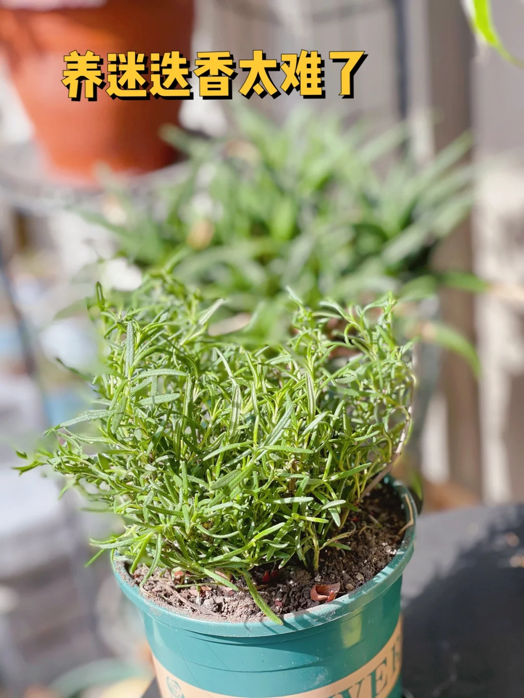 有人传授养迷迭香技巧吗吃个牛排🥩太难了