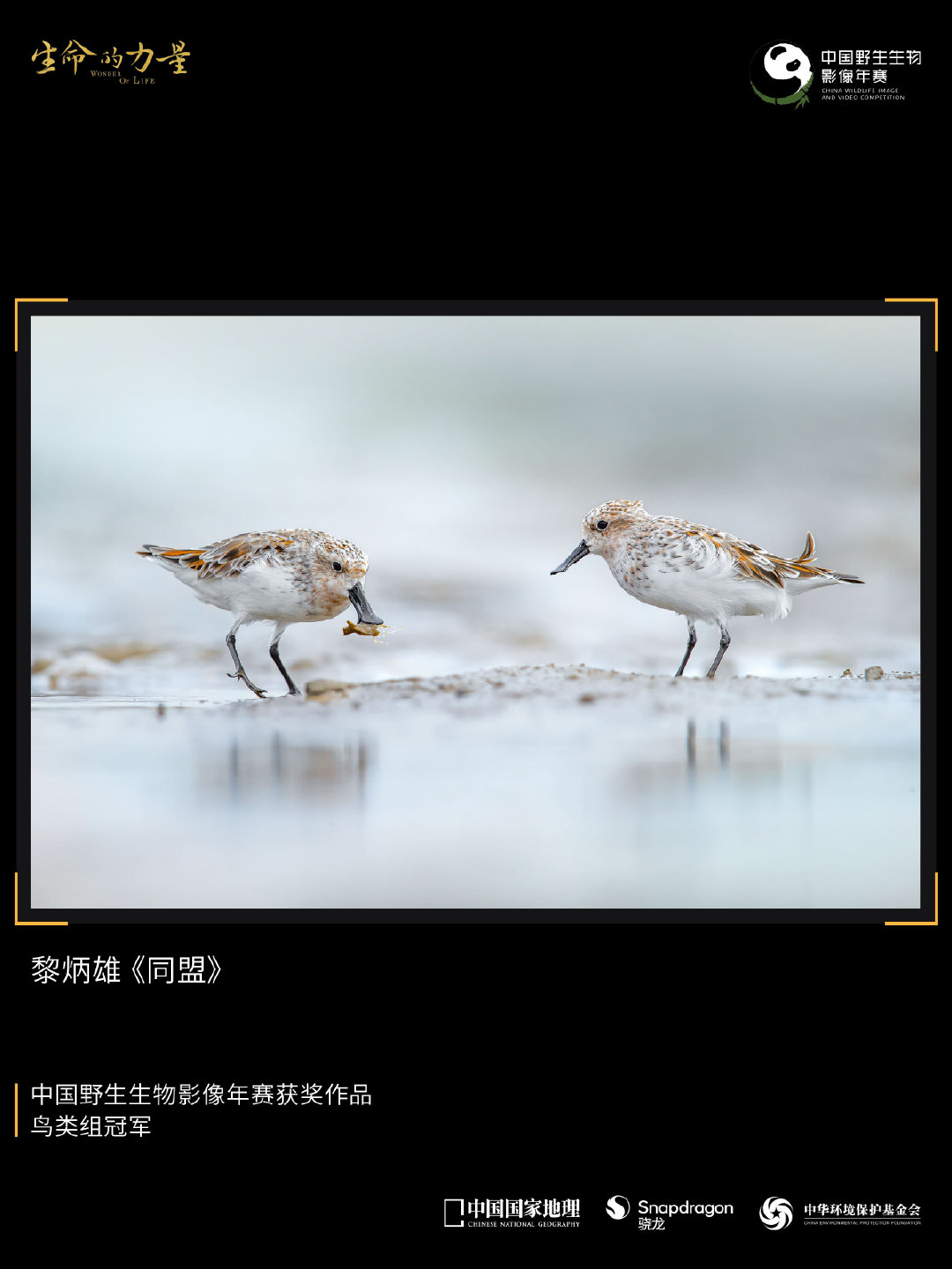 年赛获奖图鉴02/52丨黎炳雄《同盟》
.
勺嘴鹬，有着独特的像小饭勺一样的喙部，憨态可掬 🐦
这种鸟类的数量极为稀少，被列为全球极危物种。
.
广东湛江吴川的鉴江在四月迎来少量迁徙途中的勺嘴鹬。它们从泰国、广西北海等地一路北上，前往西伯利亚，在这里短暂停留、补充能量。
繁殖季初期，它们的羽色也悄然变化，从灰白逐渐转为带有红色调的金黄 ✨
.
长途迁徙需要充足的能量，它们忙着觅食，对周边环境的警觉性有所降低，让黎炳雄老师有机会靠近，记录下这珍贵的画面。
.
捕猎时，勺嘴鹬会利用独特的勺状喙部，在水中前后左右地摆动、推进。
这一次，一只小海虾成了它们的目标，而最终成功捕获猎物的那一只，无疑是技术与运气兼备的赢家。
.
#中国国家地理##中国野生生物影像年赛##生命的力量##勺嘴鹬##鸟类摄影##生态摄影##生态多样性##自然摄影##动物保护#