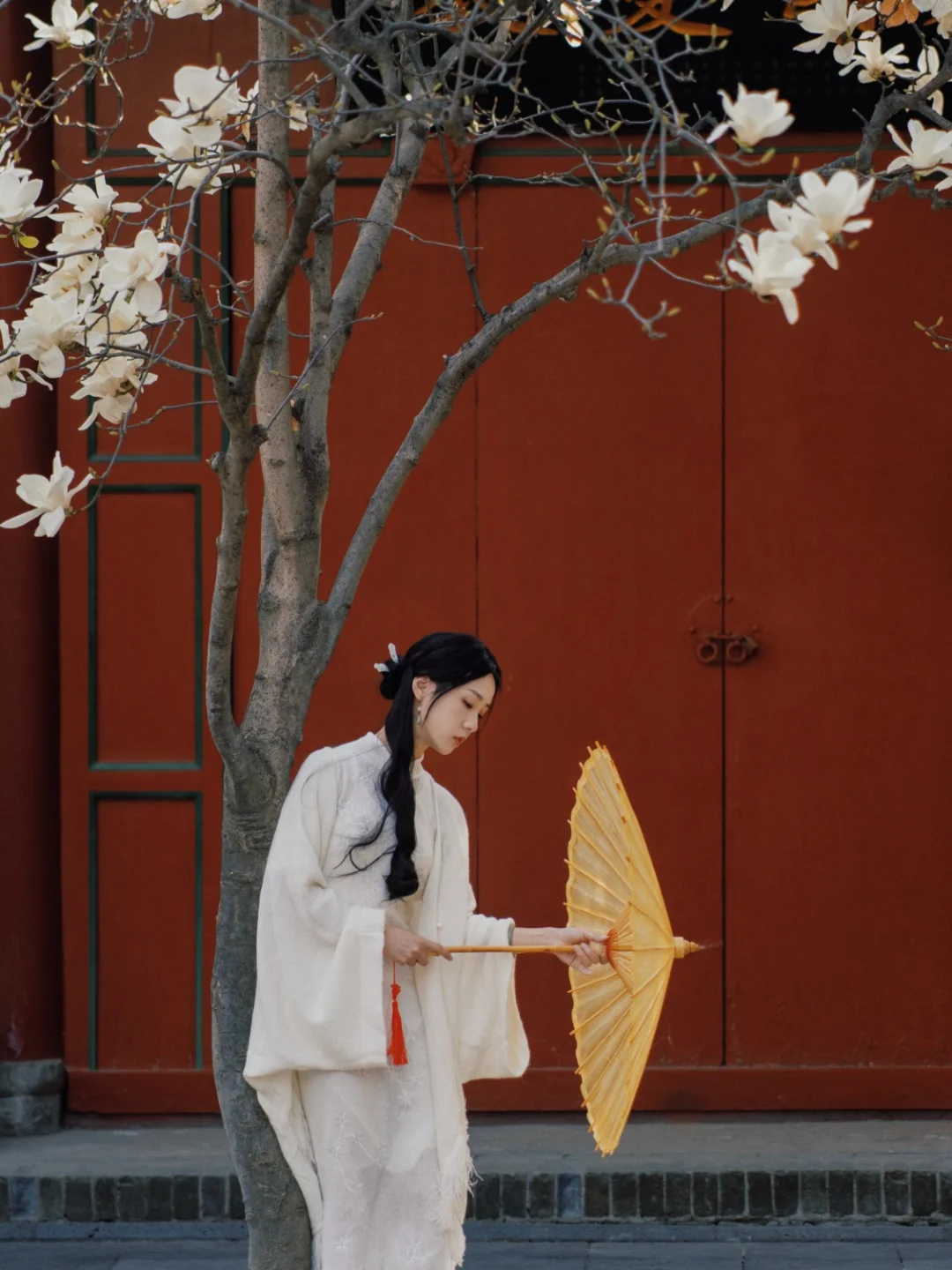 八仙庵白玉兰，一年仅7天的美丽