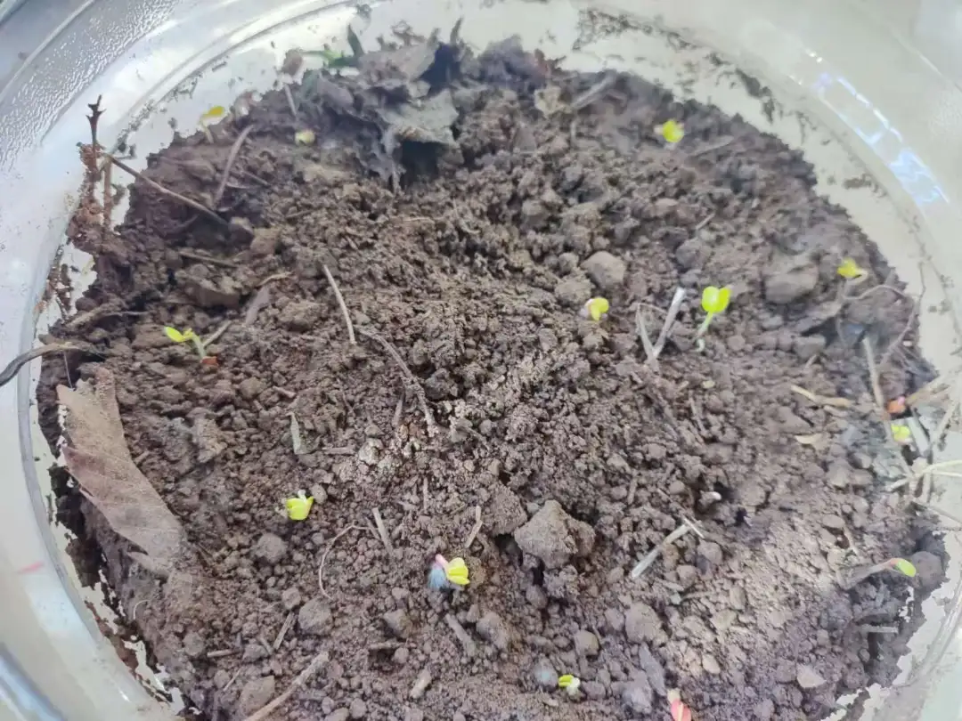 种菜(2)