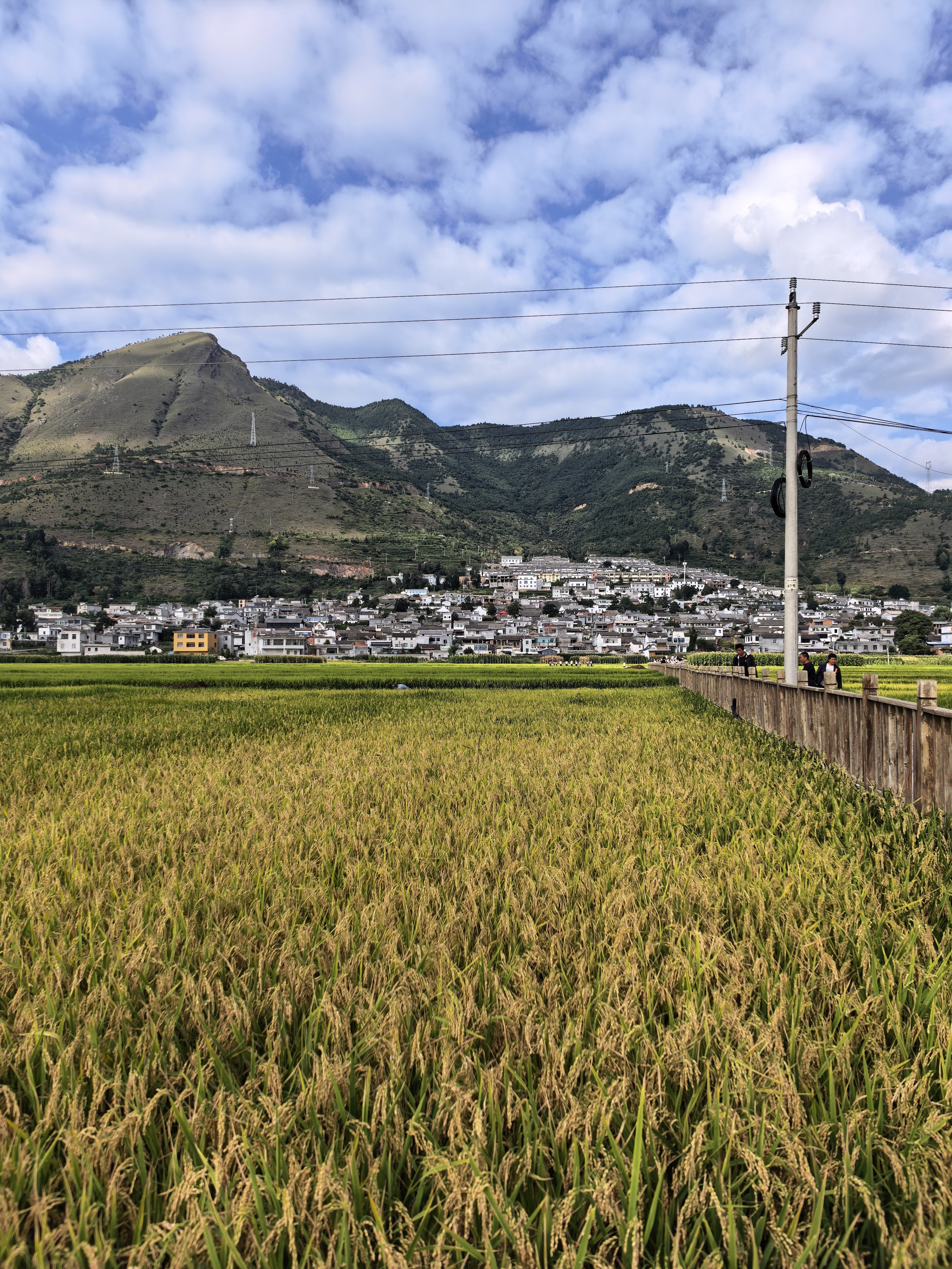 白雾的稻谷熟了🌾走进白雾的乡野田间蓝天、白云与无垠稻田相映成趣风起稻浪，翻滚如金美得像一首田园诗，一幅大地油画闯入云南的秋日金色稻浪2026云南风吹稻浪音乐会稻浪里的振兴答卷 ​​​